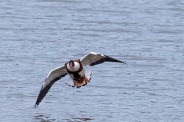 common shelduck on the estuary devon england uk 