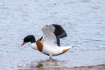 common shelduck on the estuary devon england uk 