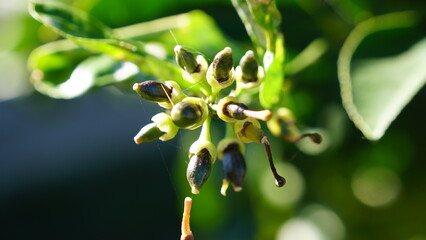 Developing seed pods of a plant, potentially green cestrum or a related species, in bright sunlight with remnants of dried flowers visible at the base and a delicate spiderweb caught between the stems