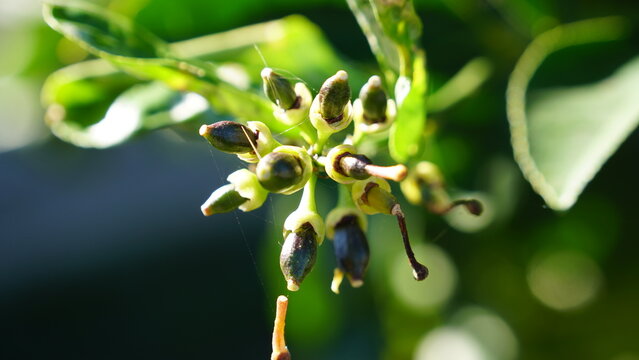Developing seed pods of a plant, potentially green cestrum or a related species, in bright sunlight with remnants of dried flowers visible at the base and a delicate spiderweb caught between the stems - Powered by Adobe