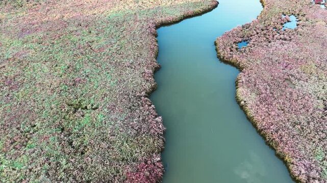 High altitude top-down aerial footage of a structured marshland water channel weaving through a dense field of red-purple heather or bog plants. Intricate natural geometry pattern documented.