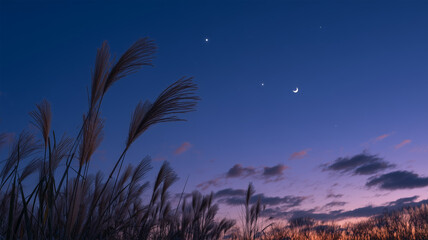 宵の空に三日月と星が映るすすき原