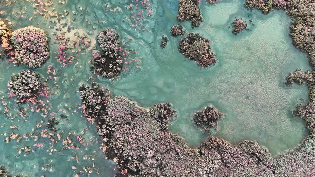 Aerial drone video of thick green and brown vegetation floating on clear turquoise water in a sunny marshland. Vibrant natural textures and organic patterns from a unique high altitude view.