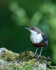 Portrait image of a common dipper. Lovely little bird that dabbles around waterfalls and rivers.
