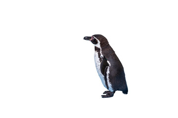 Obraz premium かわいらしいフンボルトペンギン