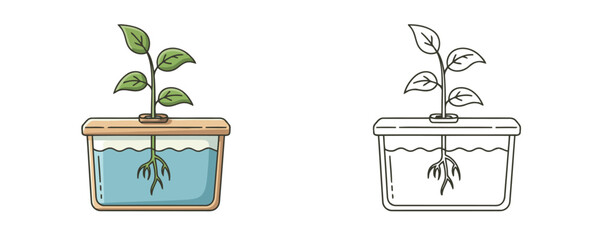 Colorful cartoon illustration of a plant growing in a soil-less hydroponic system, showing the green leaves and submerged roots in blue water, alongside a simple black and white coloring outline