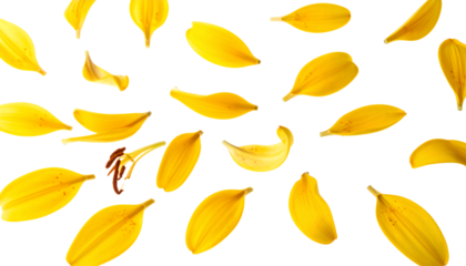 Vibrant yellow flower petals scattered on a pristine white background, forming a cheerful and fresh natural pattern, symbolizing delicate beauty and the joyful essence of spring season