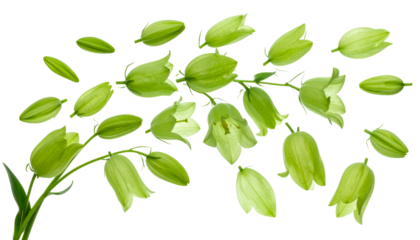 Delicate green bell-shaped flowers and buds scattered across a white background