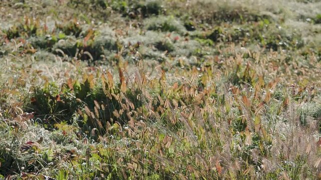 キンエノコロが生える野原の風景