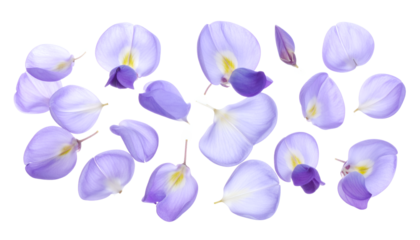 A beautiful assortment of delicate light purple wisteria petals scattered across a clean white background, showcasing their intricate details