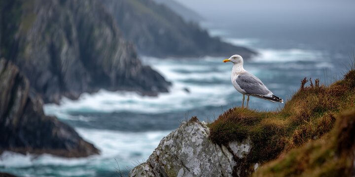 A single seagull stands on a windswept Irish cliff edge overlooking choppy Atlantic water under overcast sky.