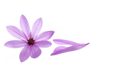 Elegant purple blossom with a gracefully fallen petal, isolated on a pristine white background, embodying delicate beauty, natural fragility, and serene botanical artistry