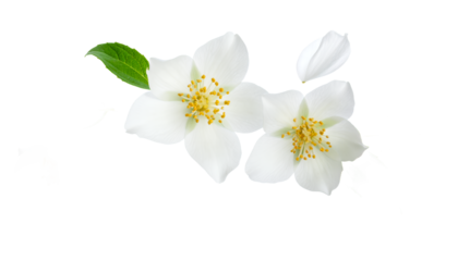 Fresh white jasmine flowers with green leaf and a delicate petal, elegantly isolated on a pristine white background, symbolizing purity, natural beauty, and serene botanical essence
