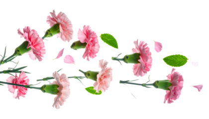 Vibrant pink carnations, green leaves, and scattered petals in a dynamic flow against a pristine white background, capturing natural beauty and spring lightness