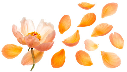 Soft peach peony and petals dancing in the air, a delicate floral composition against a white background