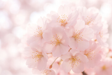 AI generated gentle pale pink sakura blossoms glowing softly with layered petals and warm dreamy bokeh creating a bright tender and hopeful spring atmosphere