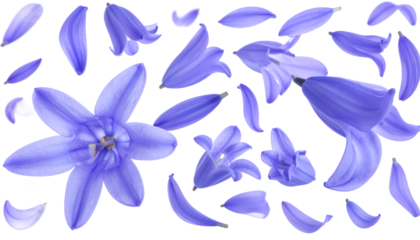 A vibrant cascade of delicate blue petals and blooming flowers, artfully scattered across a clean white background, evoking a sense of spring and natural beauty
