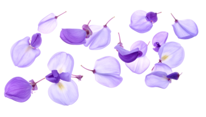 A beautiful scattering of delicate lilac and purple flower petals captured in exquisite detail on a pure white backdrop, evoking a serene natural aesthetic and botanical charm