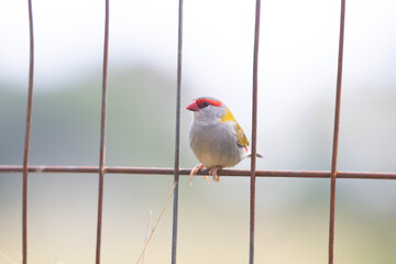 Red-browed Finch