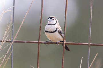 Double-barred Finch