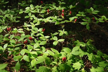 ヤマツツジのつぼみ