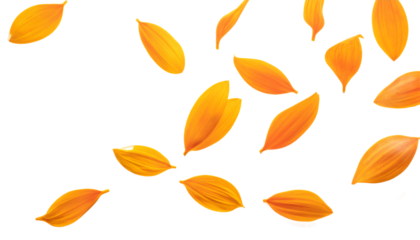 Luminous amber petals softly drift across a pristine white canvas, radiating the warm glow of natural beauty and symbolizing the delicate dance of floral elegance