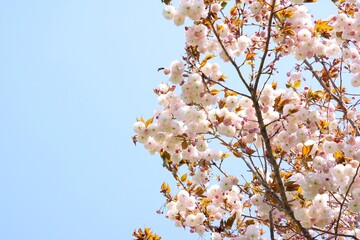 日本の桜　八重桜