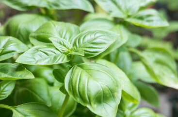 Closeup of fresh green basil leaves Ocimum basilicum