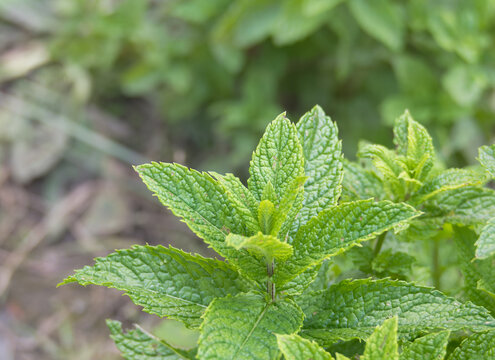 Closeup of fresh Spearmint leaves Mentha spicata