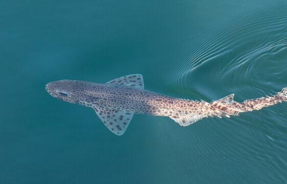 Spotted dogfish Scyliorhinus canicula swimming in blue sea