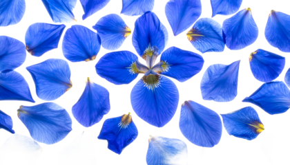 Delicate blue flower petals scattered across a white background, creating a beautiful floral pattern