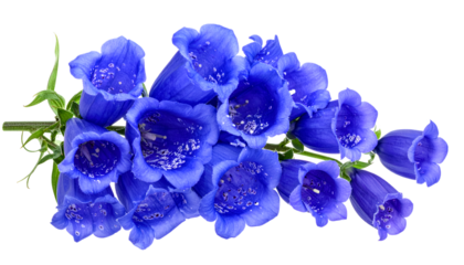 A close-up view of a cluster of vibrant blue tubular flowers, their delicate petals speckled with tiny white dots