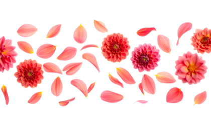 Beautifully arranged pink and red Dahlia flowers and petals scattered across a white background, creating a delicate floral border
