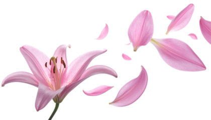 Delicate Pink Lily Flower with Petals Gently Floating Away in a Soft Breeze - Artistic and Serene Floral Image