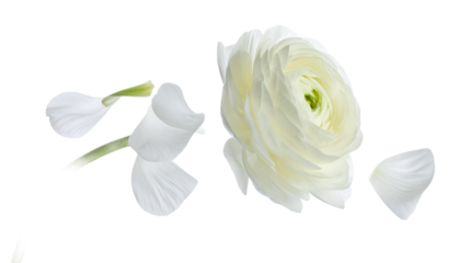 Delicate white ranunculus flower in full bloom, elegantly accompanied by fallen petals, symbolizing purity and new beginnings on a pristine white background