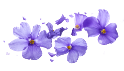Vibrant purple blossoms gracefully scatter their delicate petals against a pristine white background, creating a beautiful display of ephemeral beauty and natural elegance