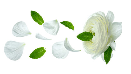Delicate white flower with flying petals and fresh mint leaves on a white background, close-up