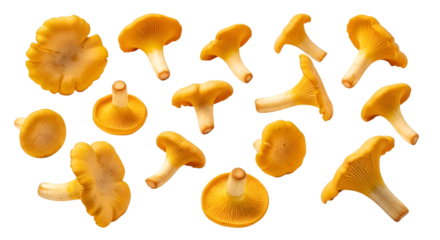 Chanterelle Mushrooms Isolated on White Background