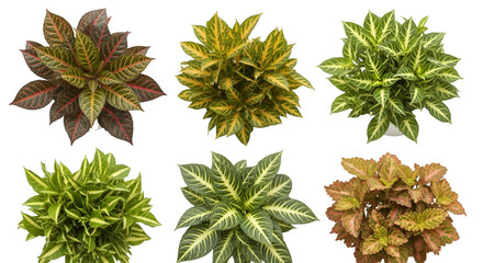 Croton Plant Varieties Top View
