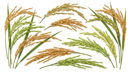Rice Spikelets Illustration
