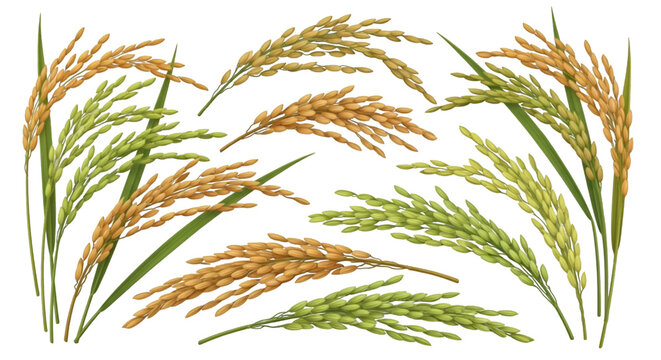 Rice Spikelets Illustration
