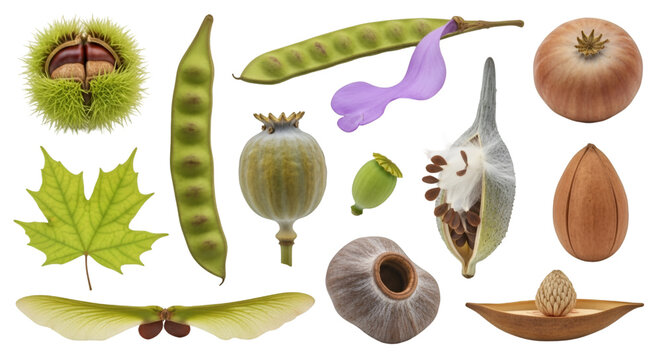 Variety of Seeds and Fruits