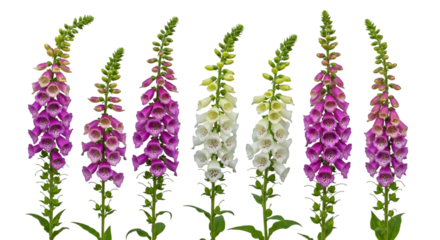 Foxglove Flowers in Various Colors