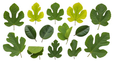 Fig Leaves Assortment Isolated