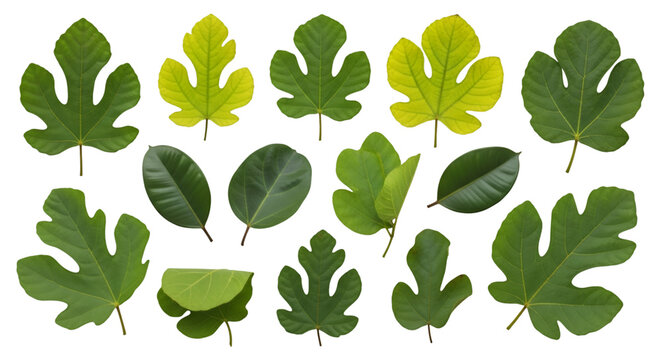 Fig Leaves Assortment Isolated