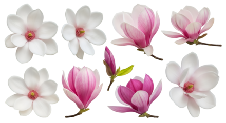 Magnolia Flowers on White Background