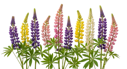 Lupine Flowers Colorful White Background