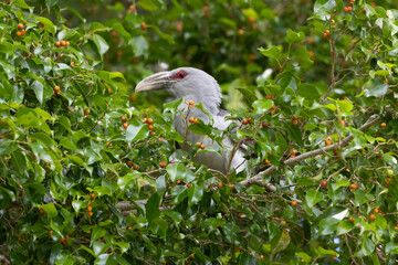 Channel-billed Cuckoo feeding on figs
