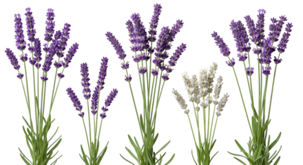 Lavender Flowers Isolated on White