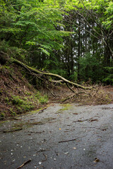 道を塞いでいる倒木